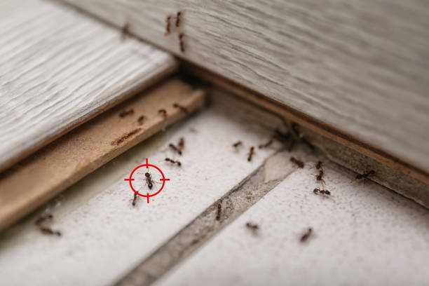 Wasp Removal Services in Camden, NJ