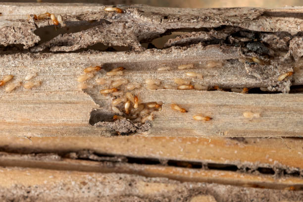 Best Wildlife Control Services  in Camden, NJ